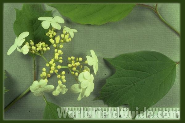 Mounted Leaf and Flowers<br>(Origin of the Specimen: Spring Grove, Il, USA)