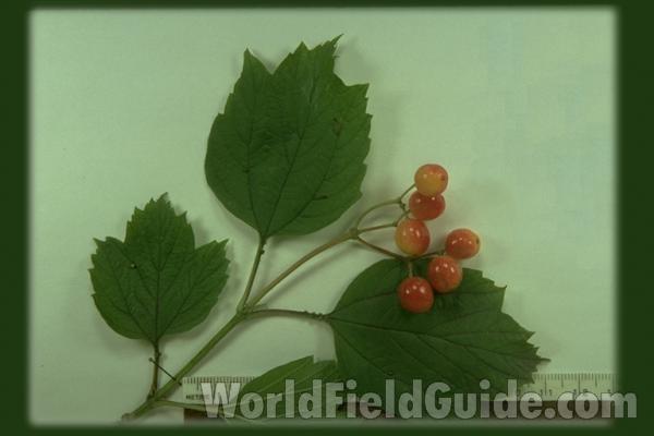 Mounted Fruits<br>(Origin of the Specimen: Round Lake, Il, USA)
