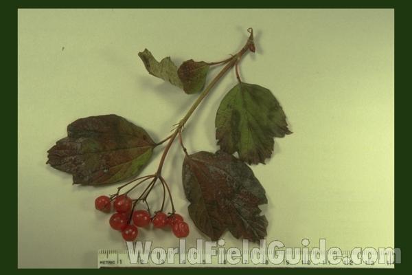 Mounted Fruits<br>(Origin of the Specimen: North East Illinois, USA)