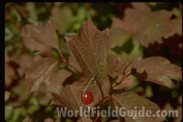 Fall Leaf and Fruit<br>(Location of Picture: Zion, Illinois, USA)