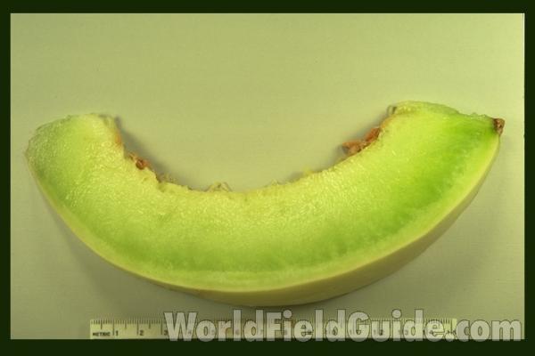 Honeydew Slice<br>(Origin of the Specimen: Grocery Trade)