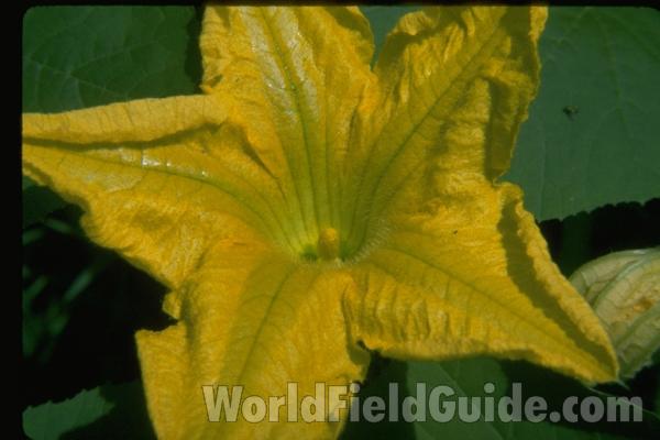 Flower Close View<br>(Location of Picture: Garden In Illinois, USA)