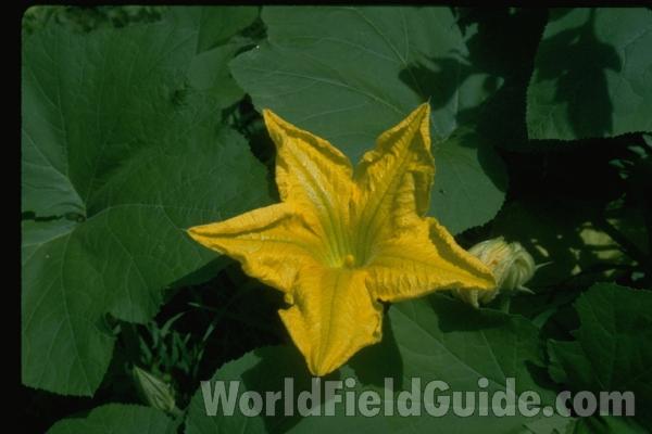 Flower<br>(Location of Picture: Garden In Illinois, USA)
