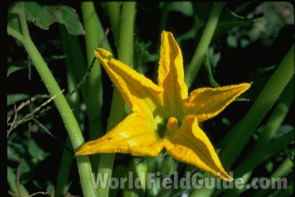 Flower<br>(Origin of the Specimen: Garden, Illinois, USA)