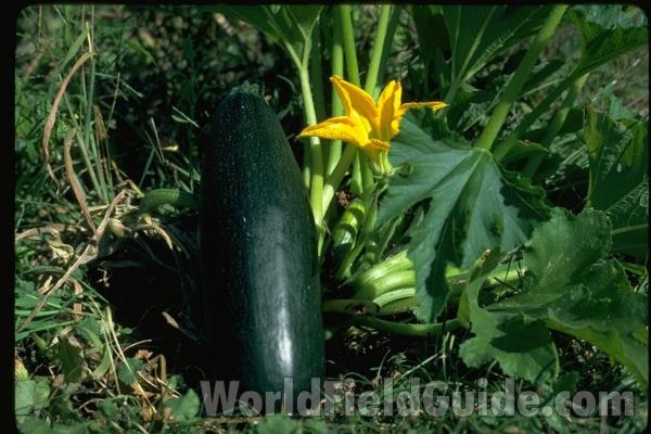 Fruit and Flower<br>(Origin of the Specimen: Garden, Illinois, USA)