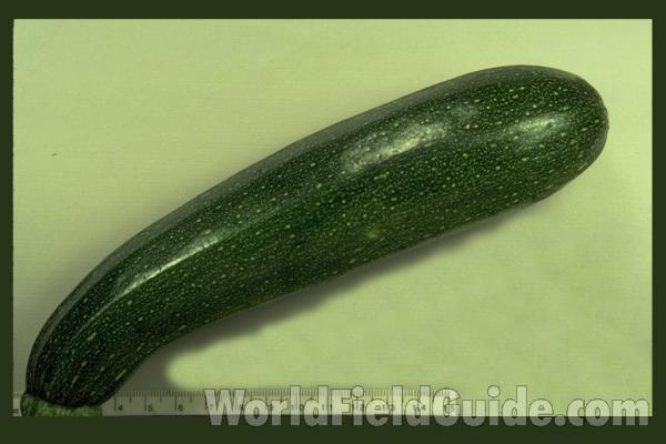 Mounted Fruit<br>(Origin of the Specimen: Garden, Illinois, USA)