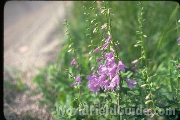 Flower<br>(Location of Picture: Round Lake, Illinois, USA)<br>(Location of Picture: Richmond, Illinois, USA)