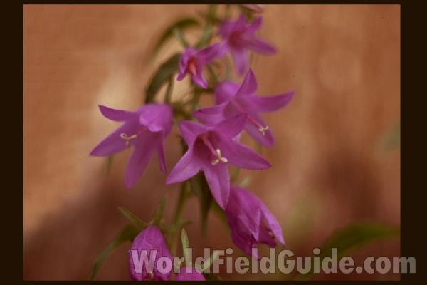 Flower<br>(Location of Picture: Round Lake, Illinois, USA)