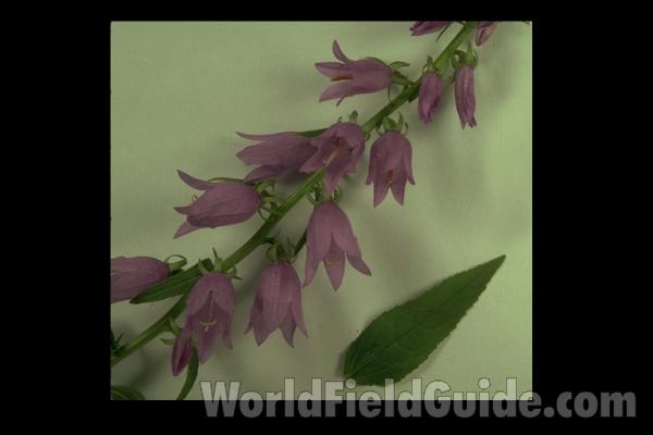 Mounted Flowers and Leaf<br>(Location of Picture: Round Lake, Illinois, USA)