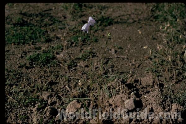 Silhouette<br>(Location of Picture: Summit Lake, Washington, USA)