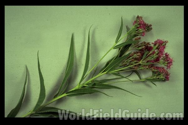 Mounted Top Of Plant<br>(Origin of the Specimen: Round Lake, Il, USA)