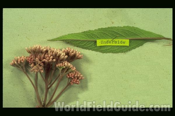 Mounted Plant Parts Close View<br>(Origin of the Specimen: Round Lake, Il, USA)