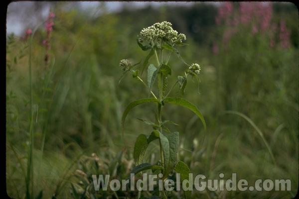 Top Of Plant in  Bloom<br>(Location of Picture: Illinois, USA)