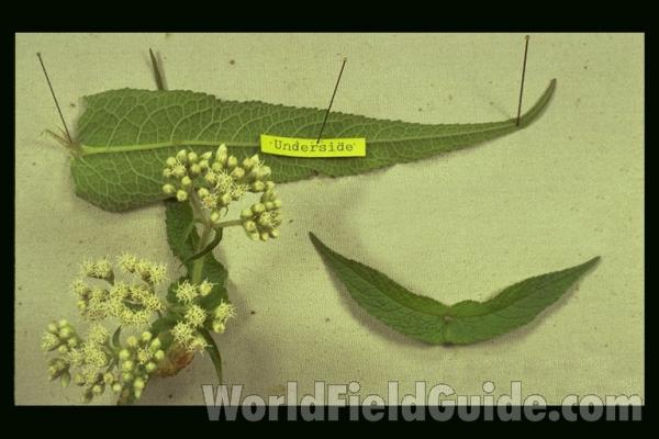 Mounted Specimen<br>(Origin of the Specimen: Round Lake, Il, USA)