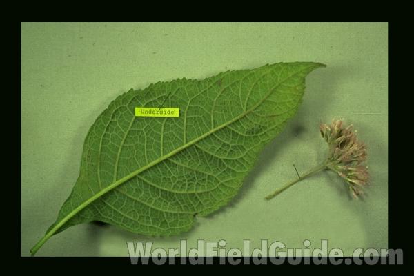 Leaf<br>(Origin of the Specimen: Lake Geneva, Wi, USA)
