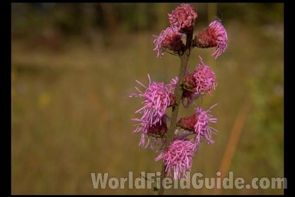 Flowers Close View<br>(Location of Picture: Zion, Illinois, USA)