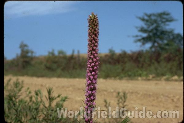 Top of Plant in Bloom<br>(Location of Picture: NC, Tarrant Co, Texas, 2011)<br>(Location of Picture: Ripley County, Missouri, USA)