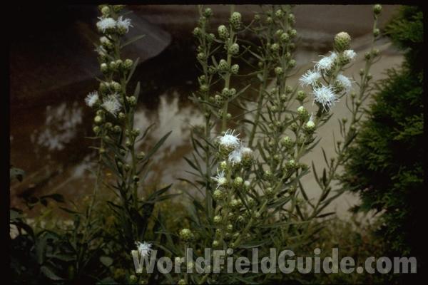 Silhouette<br>(Location of Picture: Glencoe Botanic Gardens, Il, USA)