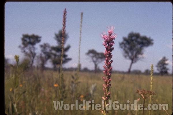 Top Of Plant<br>(Location of Picture: Zion, Illinois, USA)