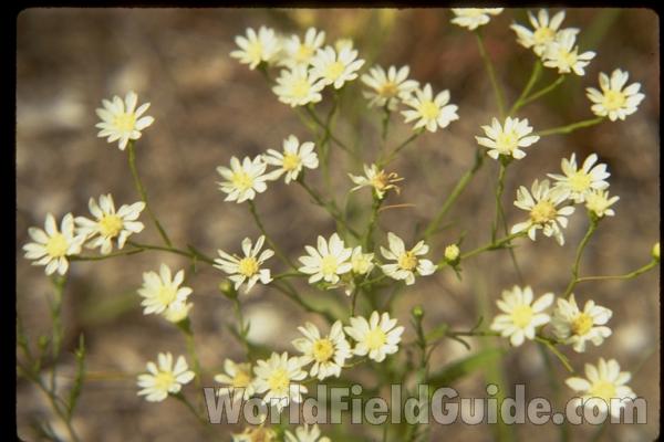 Flowers<br>(Location of Picture: Illinois, USA)
