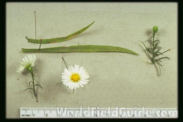 Flowers<br>(Location of Picture: Near Sandy Shore, Round Lake, Il)