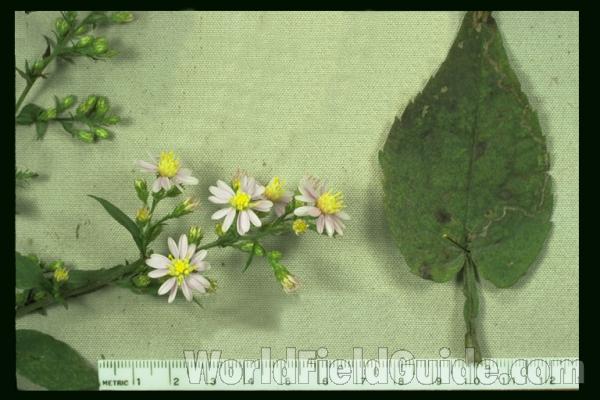 Mounted Flower and Leaf<br>(Origin of the Specimen: Round Lake, Illinois, USA)