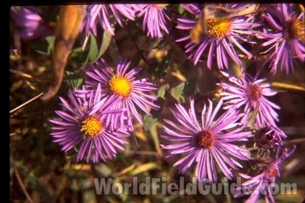 Flowers<br>(Location of Picture: Fox Lake, Illinois, USA)