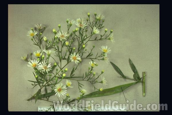 Top Of Plant<br>(Location of Picture: Round Lake, Illinois, USA)