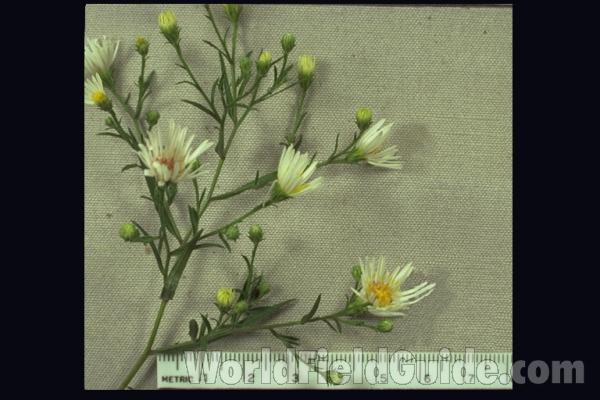 Mounted Specimen<br>(Origin of the Specimen: Round Lake, Illinois, USA)