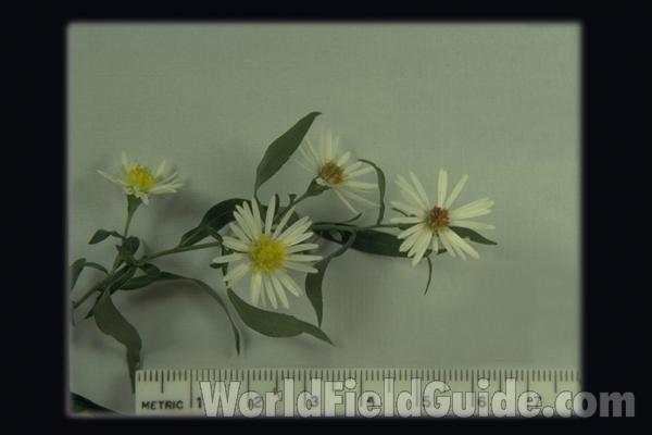 Flower<br>(Location of Picture: Round Lake, Illinois, USA)