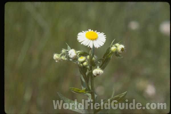 Top Of Plant in  Bloom