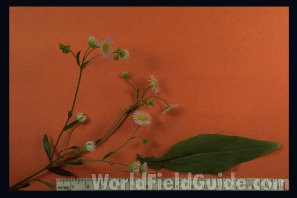 Mounted Top Of Plant in  Bloom