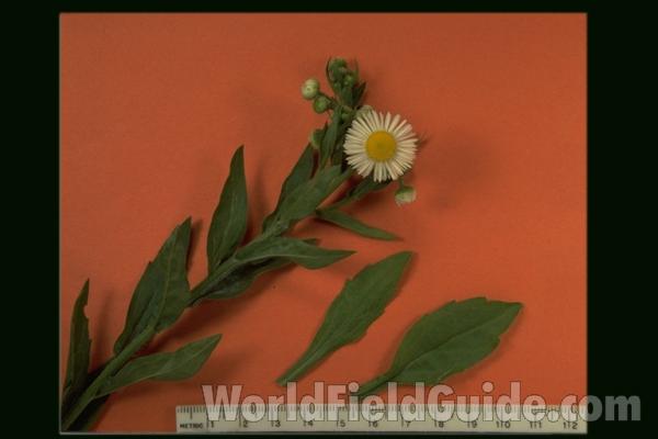 Mounted Top Of Plant Closer View