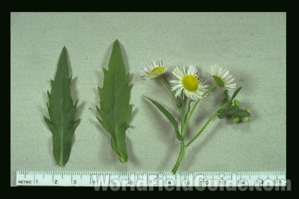 Mounted Leaves and Flowers