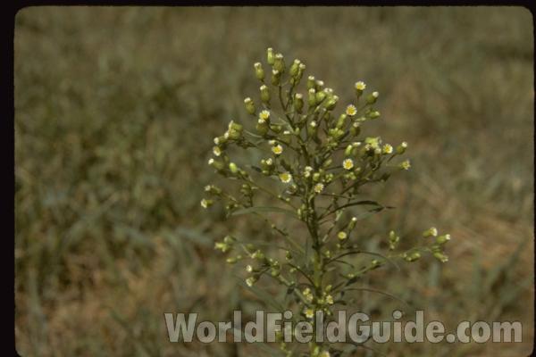 Top Of Plant in  Bloom<br>(Location of Picture: Illinois, USA)