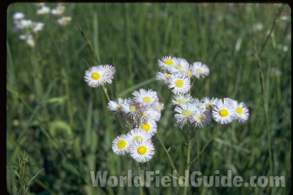 Flowers<br>(Location of Picture: Southern Illinois, USA)