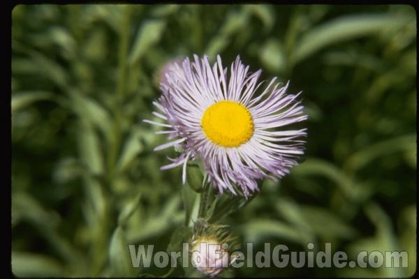 Flower<br>(Location of Picture: Whitnal Botanic Garden, Wi, USA)
