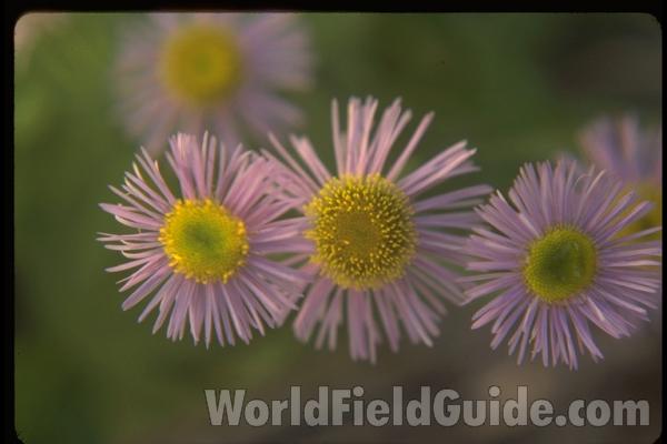 Flowers<br>(Location of Picture: Conconully, Washington, USA)
