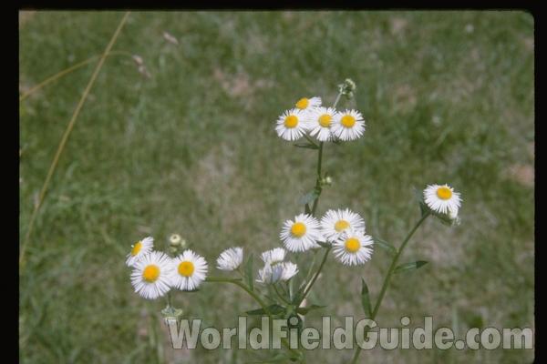 Silhouette With Flowers