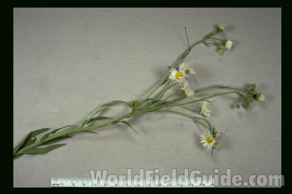 Mounted Specimen<br>(Location of Picture: Illinois, USA)