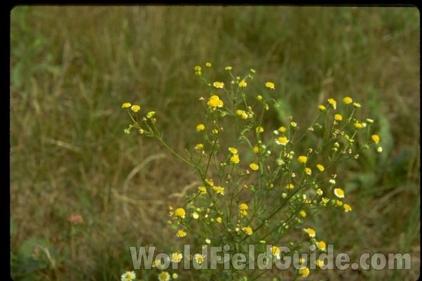 Mounted Specimen Showing Flowers<br>(Location of Picture: Lake Villa, Illinois, USA)