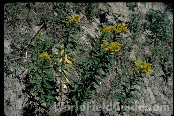 Habitat<br>(Location of Picture: Okanogan, Washington, USA)