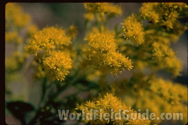 Flowers<br>(Location of Picture: Okanogan, Washington, USA)