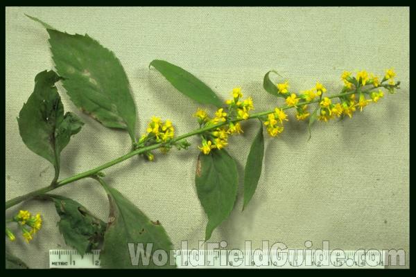 Mounted Top Of Plant<br>(Origin of the Specimen: Lake Geneva, Wisconsin, USA)