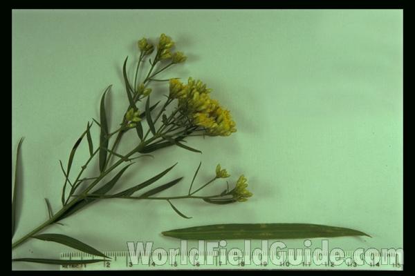 Top Of Plant<br>(Location of Picture: Round Lake, Illinois, USA)