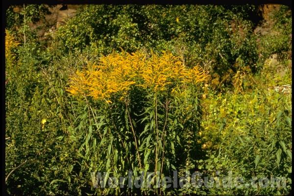 Habitat<br>(Location of Picture: Sweden, Europe)