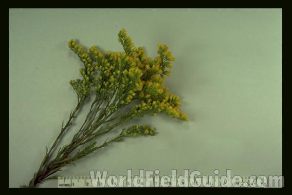Mounted Specimen Top Of Plant in  Bloom<br>(Origin of the Specimen: Indiana Dunes, In, USA)