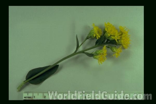 Mounted Flowers<br>(Origin of the Specimen: Grayslake, Illinois, USA)