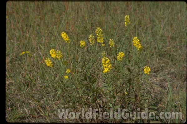 Habitat<br>(Location of Picture: Zion, Illinois, USA)
