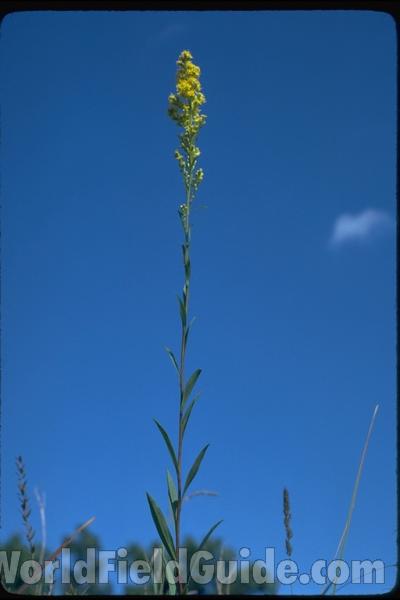 Top Of Plant in  Bloom<br>(Location of Picture: Zion Beach State Park, Il., USA)